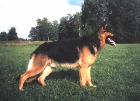 Silverpilens Tromb | German Shepherd Dog 