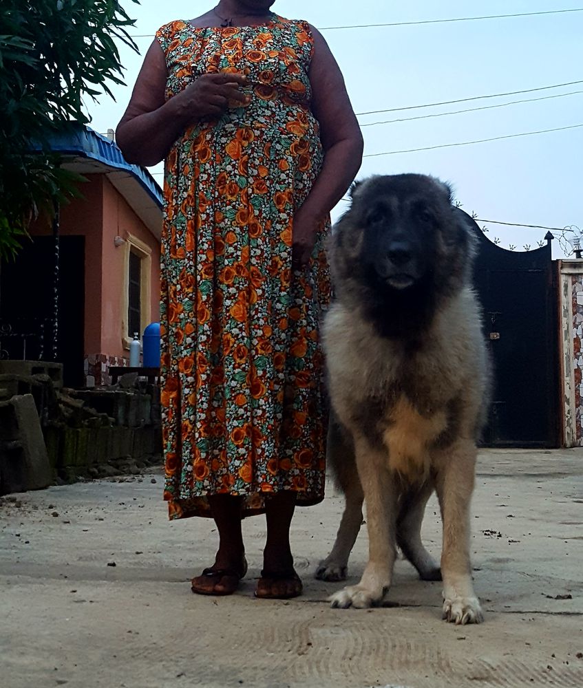 LEUNARCKENNEL (LAK) Sabrina | Caucasian Mountain Dog 