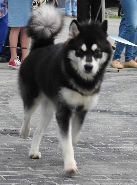 Elisenta Winner Beauty | Alaskan Malamute 