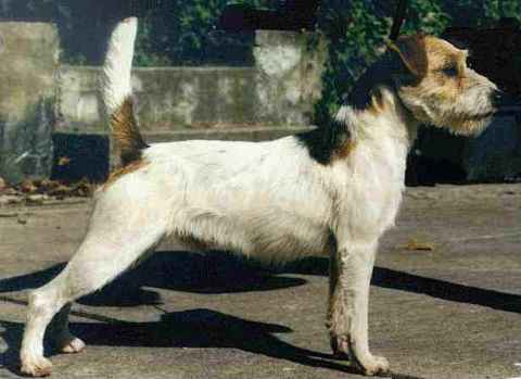 Rednock Kingmaker | Jack Russell Terrier 