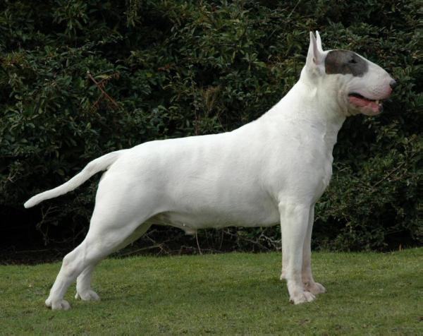 Kaslar Sweet William | Bull Terrier 