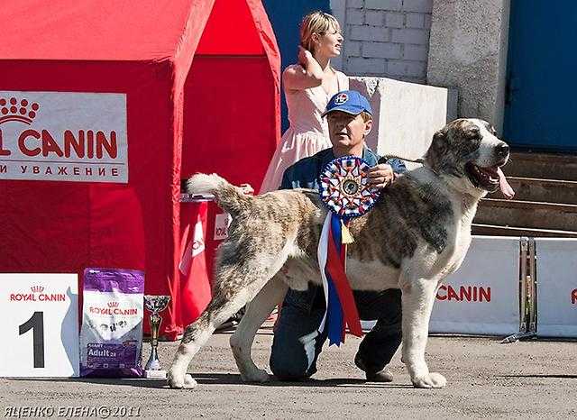 ELZ BULLET VULKAN VEZUVIY | Central Asian Shepherd Dog 