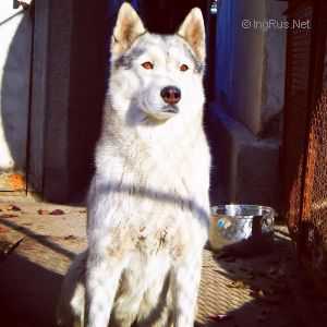 BAGIRA | Siberian Husky 