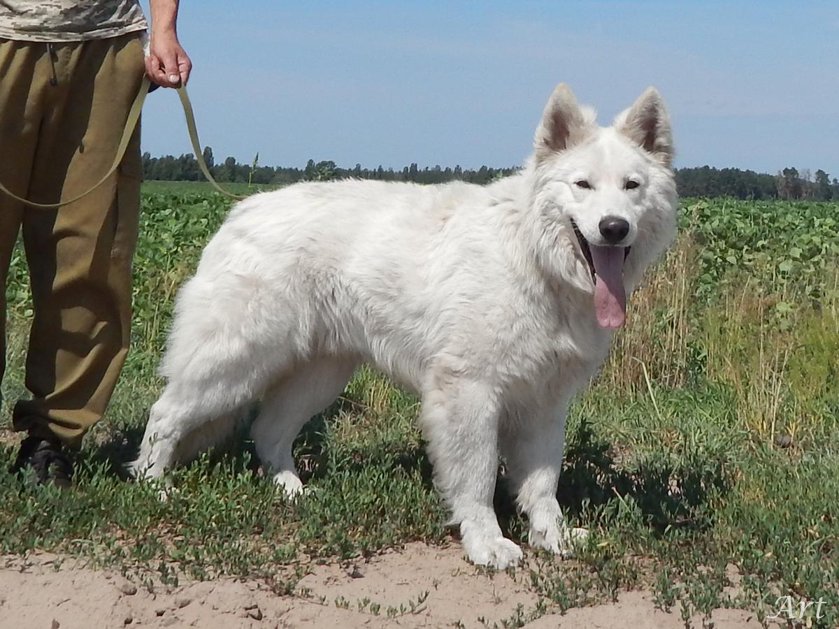 ART SHARM OF SOUL | White Swiss Shepherd Dog 