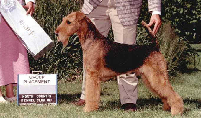 Bristol Aires Unsung Hero | Airedale Terrier 