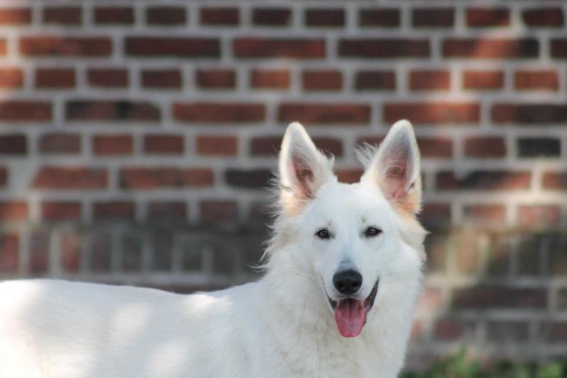 Xuani Caja von Amira Asagera | White Swiss Shepherd Dog 