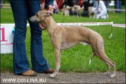 Silveri Sho s Jantarnogo Morya | Whippet 