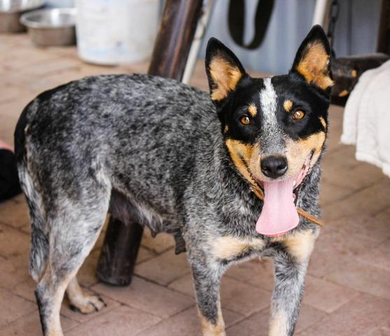Cattle Dogs of Arizona's Sky | Australian Cattle Dog 