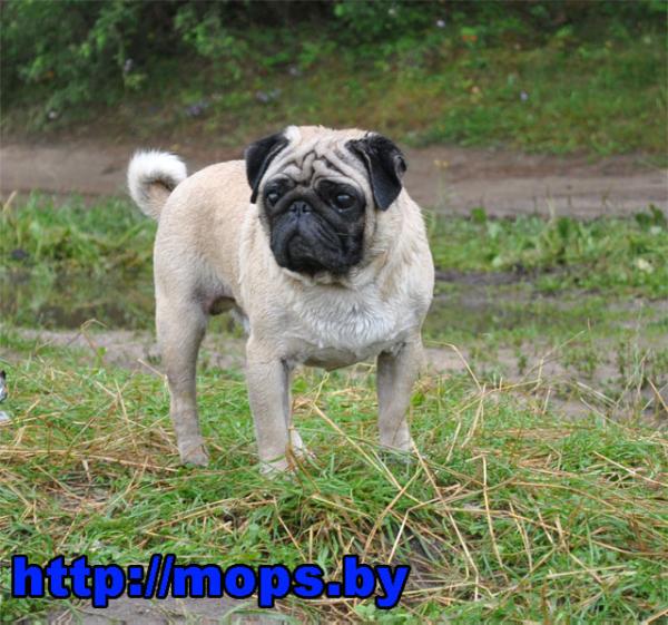 Favorit Snuppy | Pug 