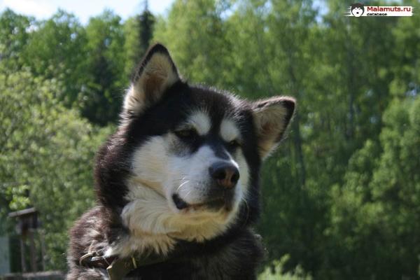 Elza Alrauna | Alaskan Malamute 