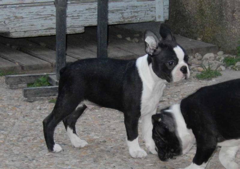 Moi Hélios de L'Esprit du Chien | Boston Terrier 