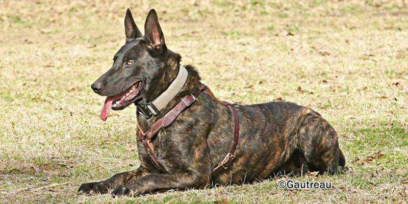 Kole Mountain's B'Click | Dutch Shepherd 