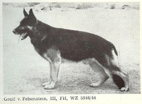 Greif vom Felsenstein | German Shepherd Dog 