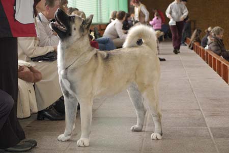 Mac Conrad's Dark Lady | Akita 