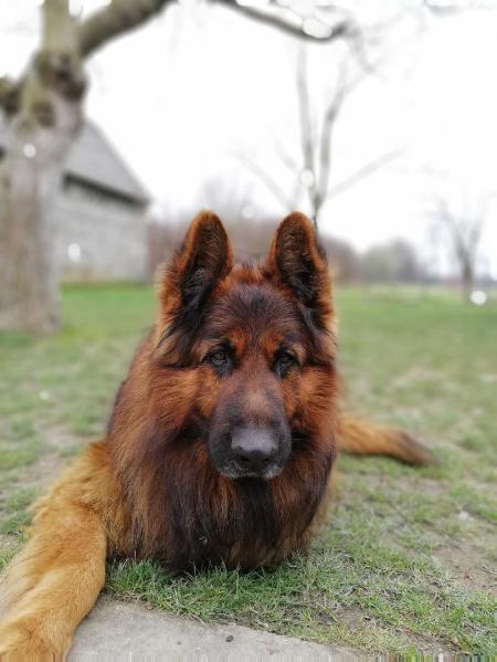 astor vom haus stanojevic | German Shepherd Dog 