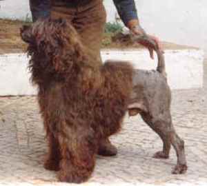 Cacau Do Vale Negro | Portuguese Water Dog 