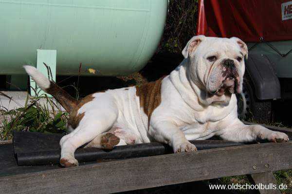 underdogs 'Ede | Olde English Bulldogge 