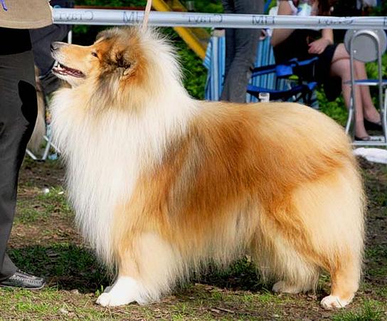 Old Golden Gates Absolute Ace | Rough Collie 