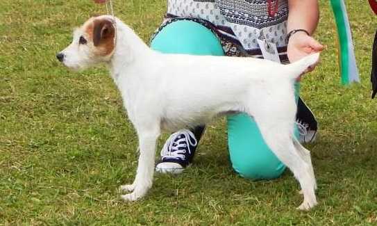 Rocfalls Diamond Dust | Parson Russell Terrier 