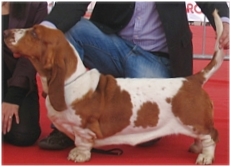 Anastasia Vanali | Basset Hound 