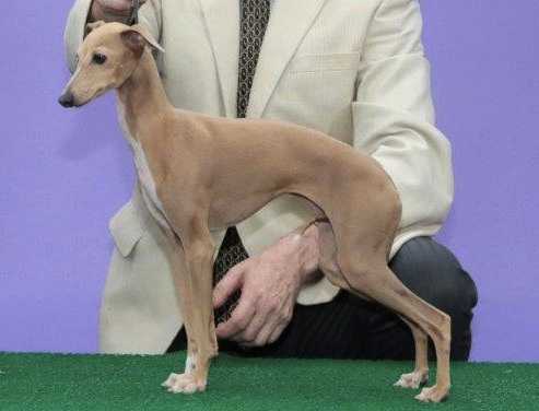 Redfield GV Gabriela Clavo y Canela | Italian Greyhound 