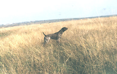 Pradellinensis Erik | German Shorthaired Pointer 