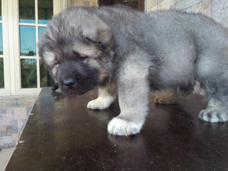 Achilles de bsquaredkennels | Caucasian Mountain Dog 