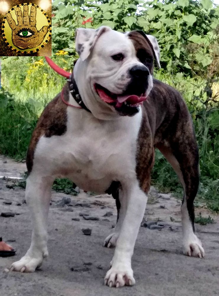 ESSA BLAT WOMAN | American Bulldog 