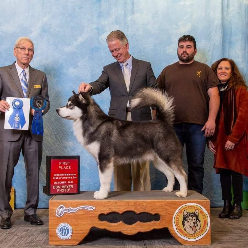 Uyak Juneau Jack | Alaskan Malamute 