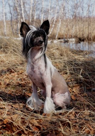 Insolence My iz Daimond Siti | Chinese Crested 