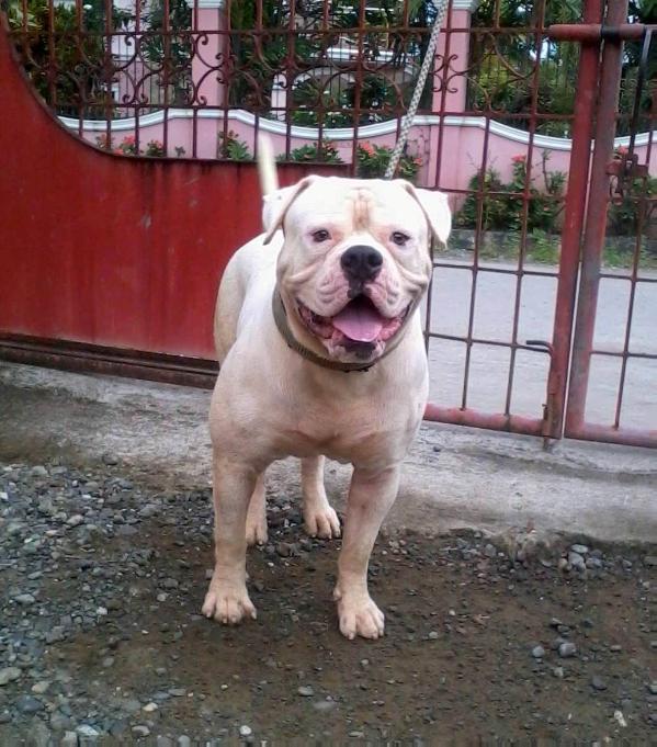 don avril halo of flies aka "bubba" | American Bulldog 