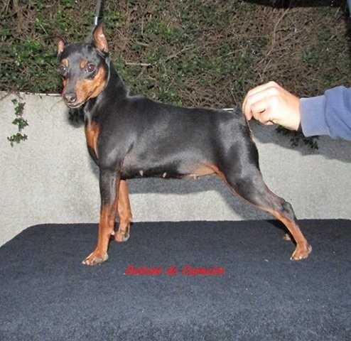 Valdemar Red &amp; Black Chanel | Miniature Pinscher 