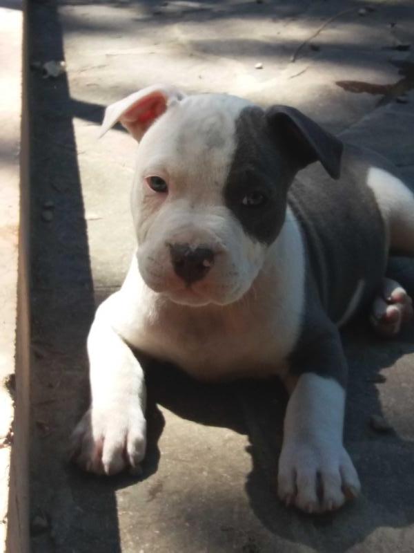 Il Blue Mi Dona | American Staffordshire Terrier 