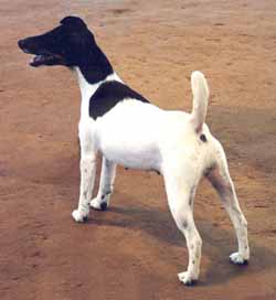 Jrees Mona Lisa Caribe | Smooth Fox Terrier 