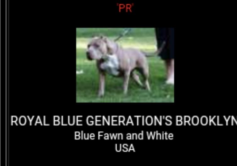 Royal Blue Generations Brooklyn | American Pit Bull Terrier 