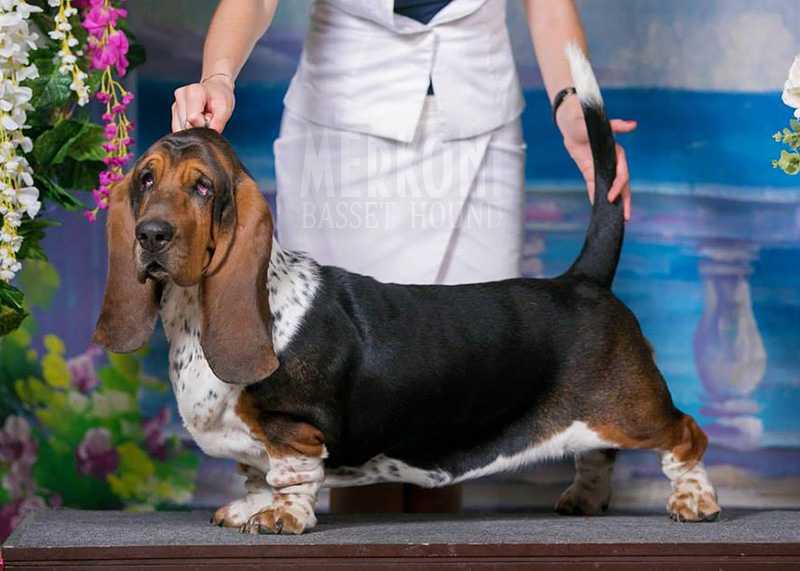 MIYUKI MARGOT DI LAGO OMBROSO | Basset Hound 