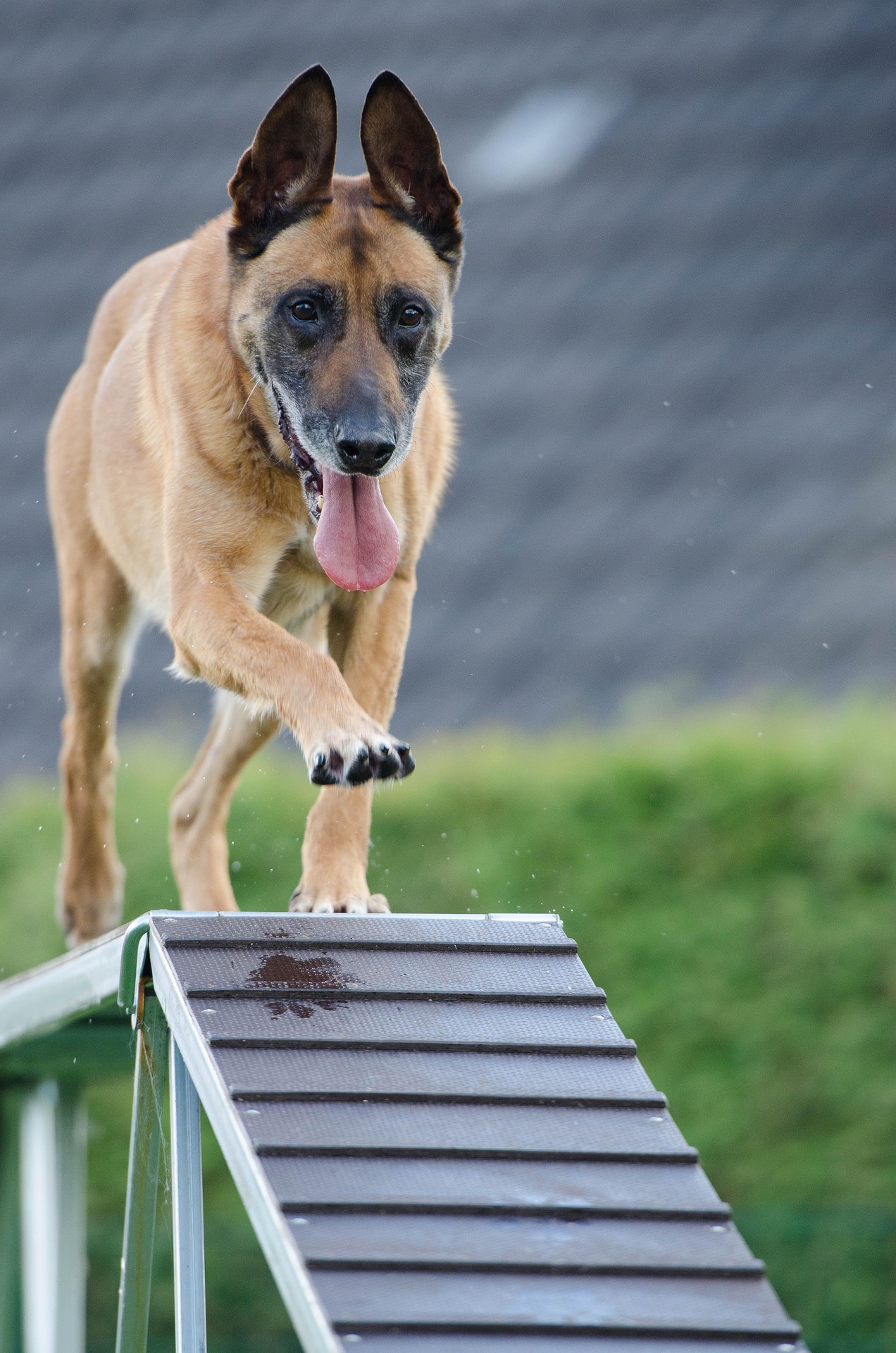 Running Dog