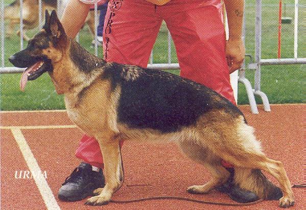 Greywood du Val D'Anzin | German Shepherd Dog 