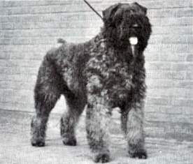 Taquin Stella v.h. Geboefte | Bouvier des Flandres 