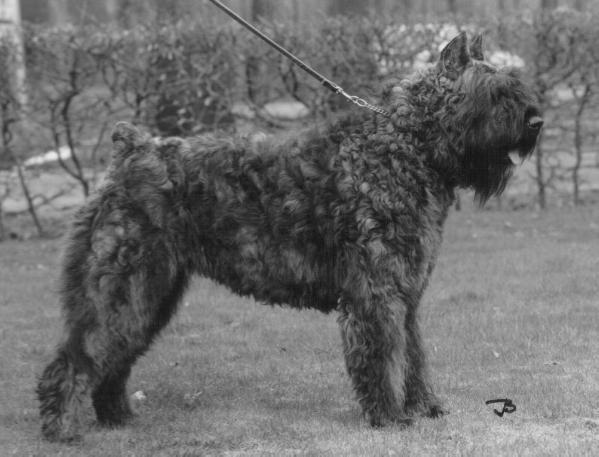 Vroni Faisca v.d. Vanenblikhoeve | Bouvier des Flandres 