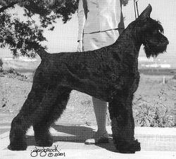 Skansen's Xorro | Giant Schnauzer 