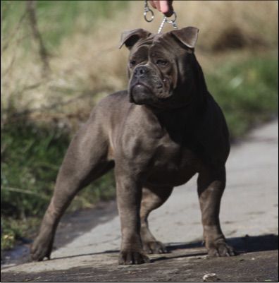 Ostergaard's Grizzly | Olde English Bulldogge 