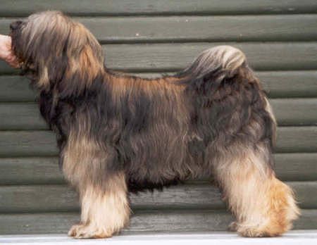 TENZING PHABU-NORBU SHE-PO-LA | Tibetan Terrier 