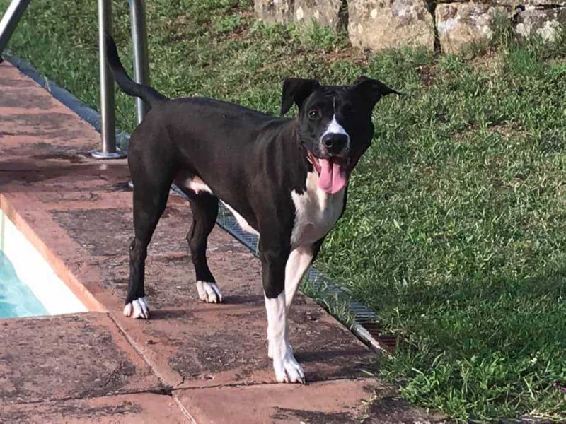 Tesla | American Staffordshire Terrier 