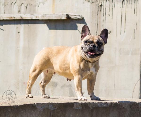 Sahara from ironguard | French Bulldog 