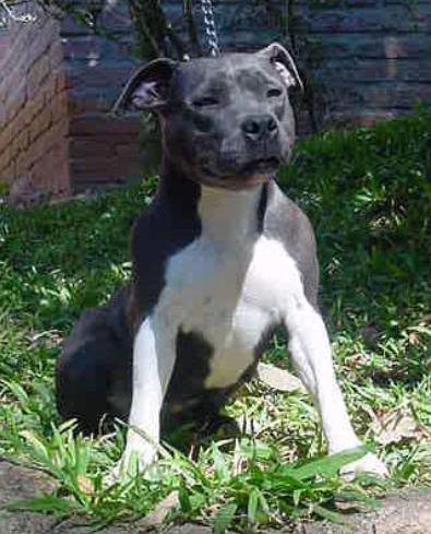 DOGGY GEYSER NEW KRAFTFELD | American Staffordshire Terrier 