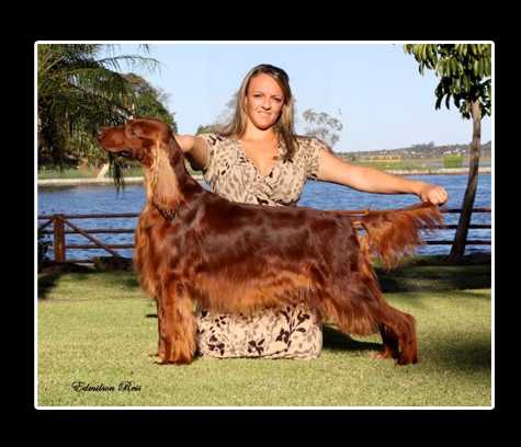 Brigitte Chasse | Irish Setter 