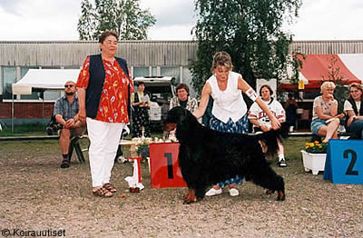 Rivermist Square Dancer | Gordon Setter 