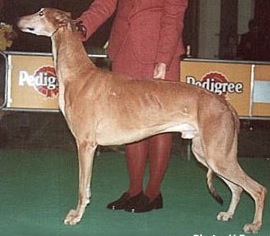 Sobers Tarquin | Greyhound 