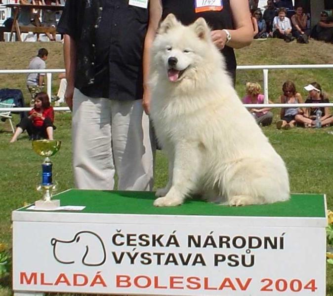 ALAS Tikibara | Samoyed 